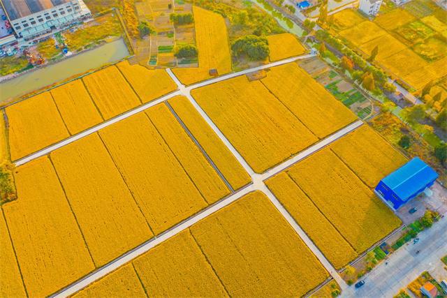 【大國糧策】常州天寧:千方百計穩定糧食生產,發力重要農產品穩產保供