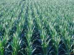 玉米種子批發(fā) 零售價(jià)格 玉米種子元旦特價(jià)銷售 玉米種子求購(gòu)