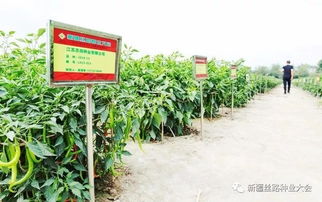 最后20天 搶占 新疆種業(yè)市場,錯過再等一年