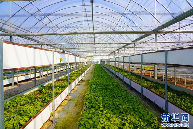 深圳市農檢中心舉辦專題宣講 筑牢安全屏障，護航種業安全